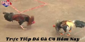Khái quát đôi nét về trò chơi cá cược hấp dẫn hiện nay