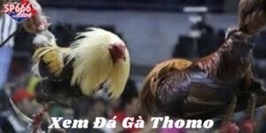 Khái quát về xem đá gà Thomo khi chơi cá cược hấp dẫn hiện nay